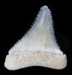 Beautiful, Fossil Great White Shark Tooth - Florida #34779-2